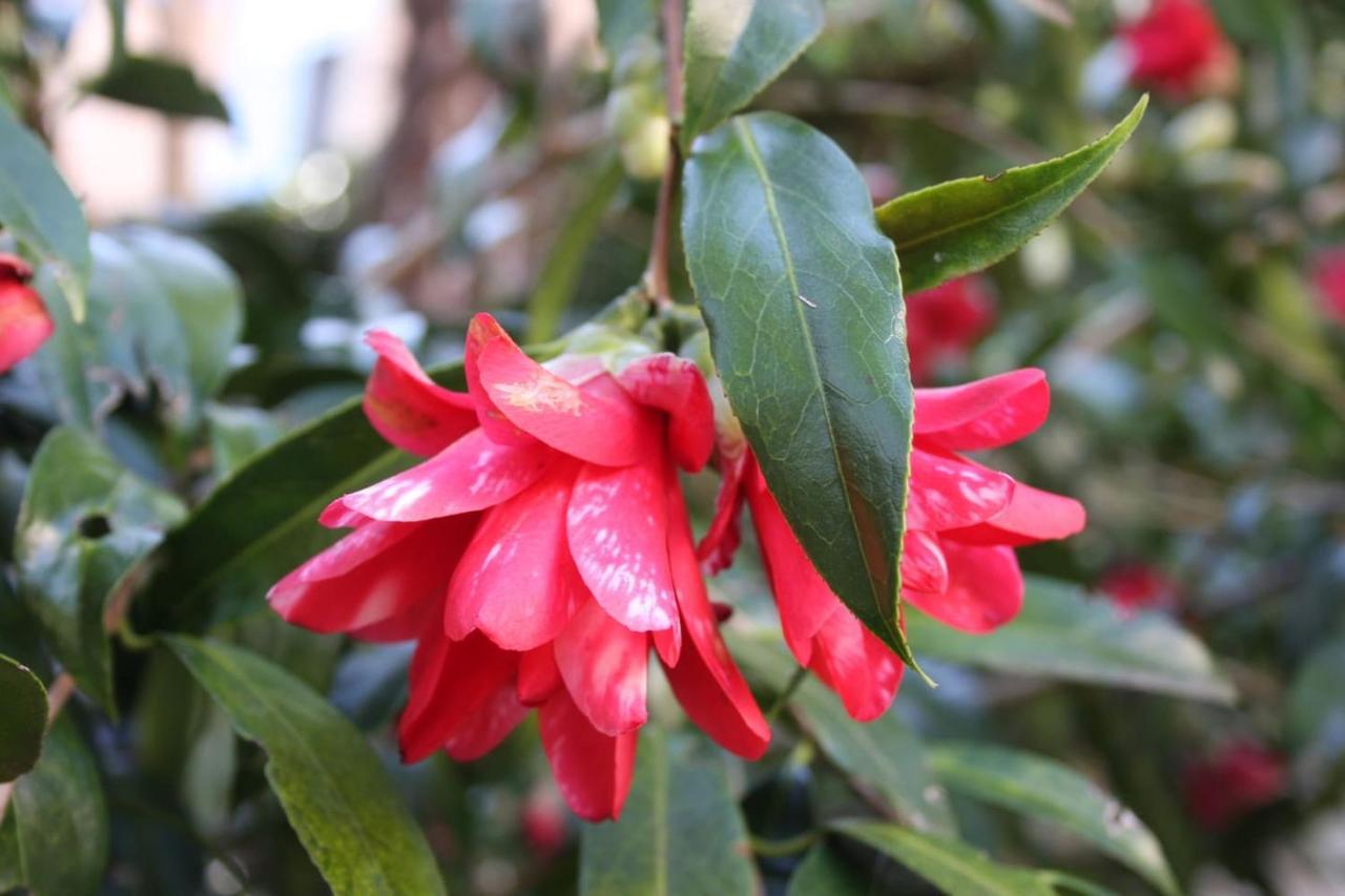דירות Oggebio La Camelia D'Oro מראה חיצוני תמונה