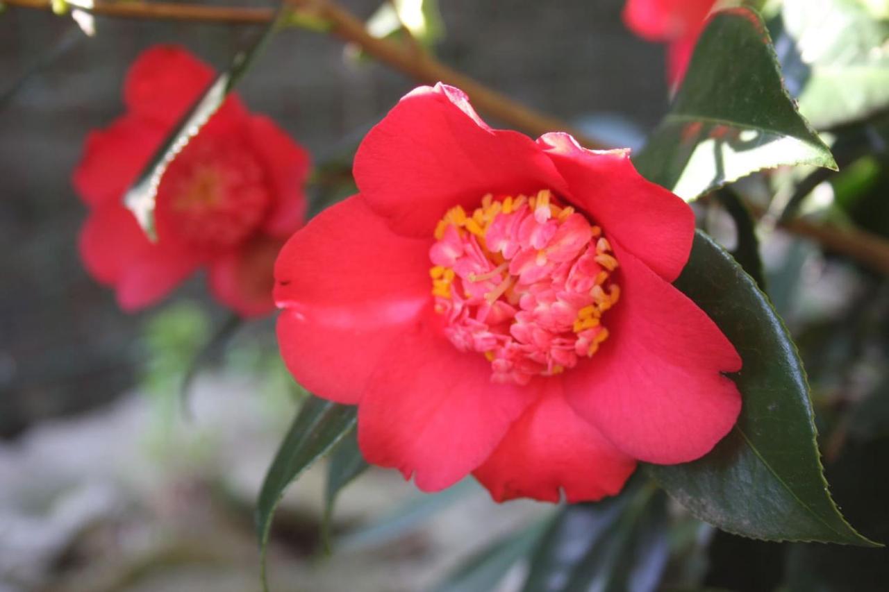 דירות Oggebio La Camelia D'Oro מראה חיצוני תמונה