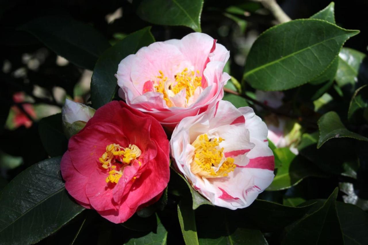 דירות Oggebio La Camelia D'Oro מראה חיצוני תמונה