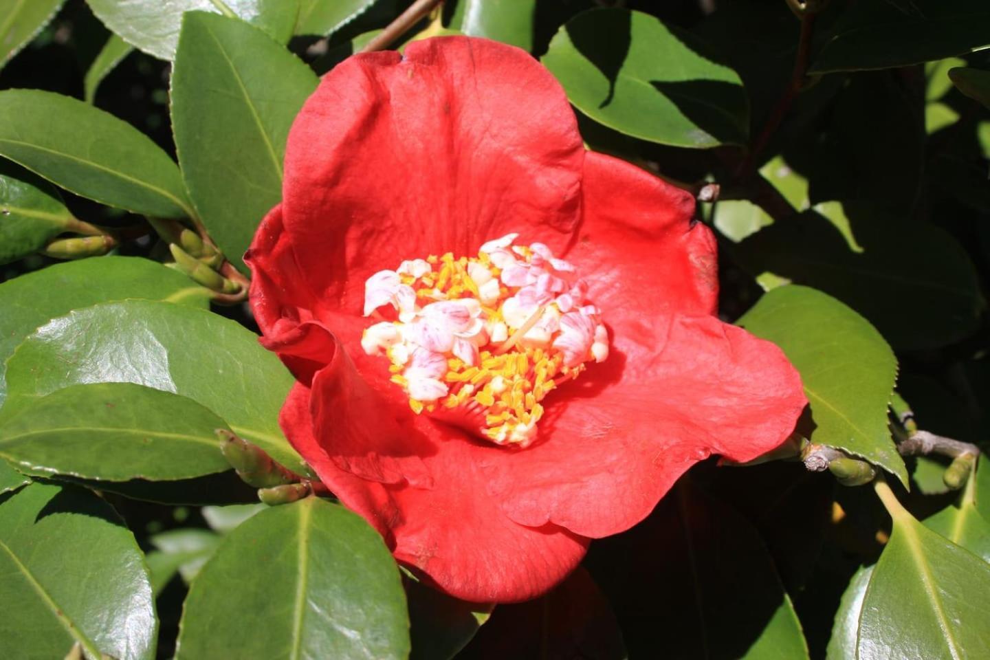 דירות Oggebio La Camelia D'Oro מראה חיצוני תמונה